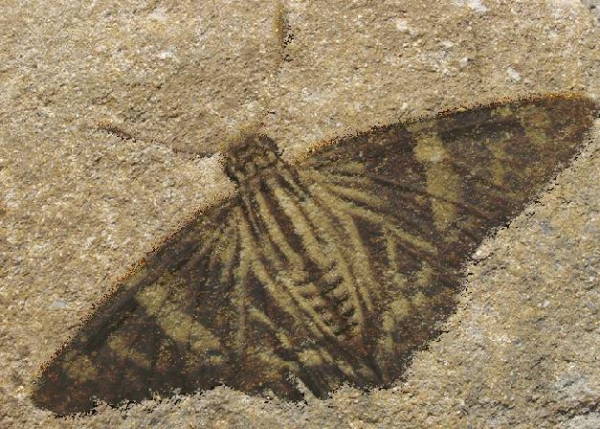 Creation of Moth Fossil: Step 3